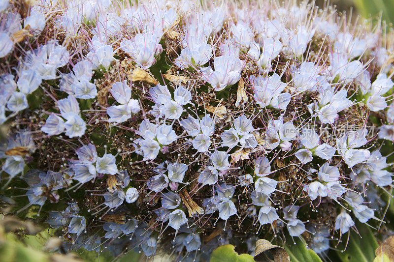 马德拉的骄傲(Echium nervosum) Detail